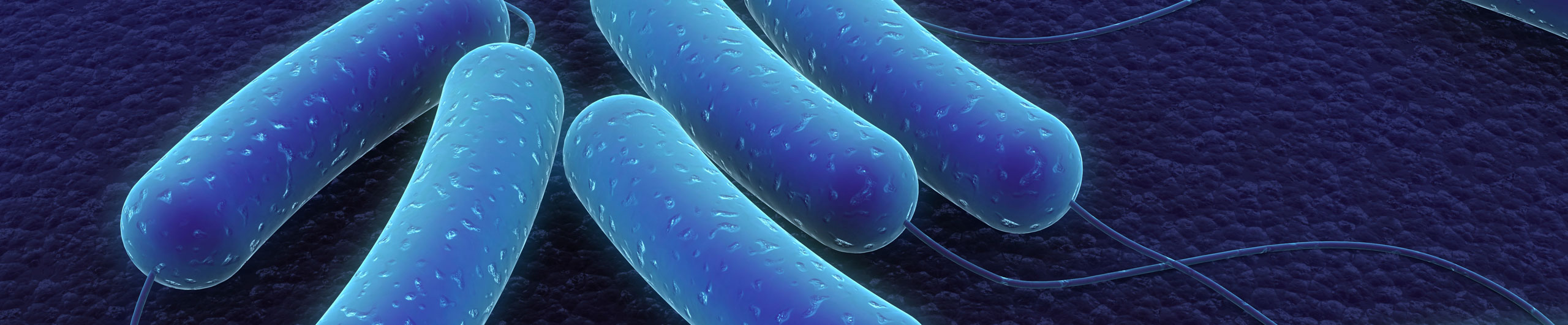 Legionella bacteria under microscope
